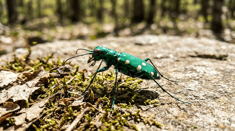 Six-spotted Tiger Beetle